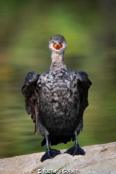 Juvenile Double Crested Cormorant by Richard Goluch 
